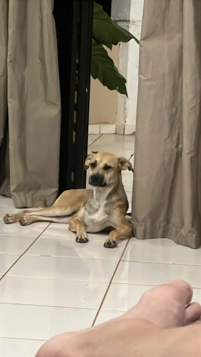 Cachorro raça SRD-ViraLata idade 2 anos nome Docinha