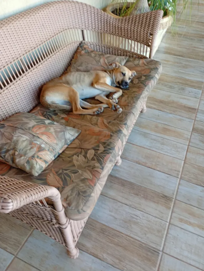Cachorro raça SRD-ViraLata idade 2 anos nome Docinha