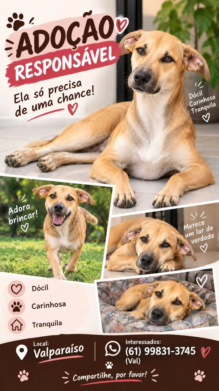 Cachorro raça SRD-ViraLata idade 2 anos nome Docinha