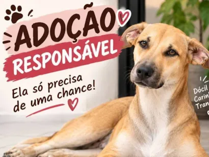 Cachorro raça SRD-ViraLata idade 2 anos nome Docinha