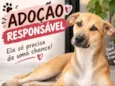 Docinha