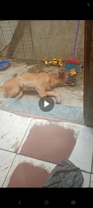 Cachorro raça SRD-ViraLata idade 2 anos nome Bella