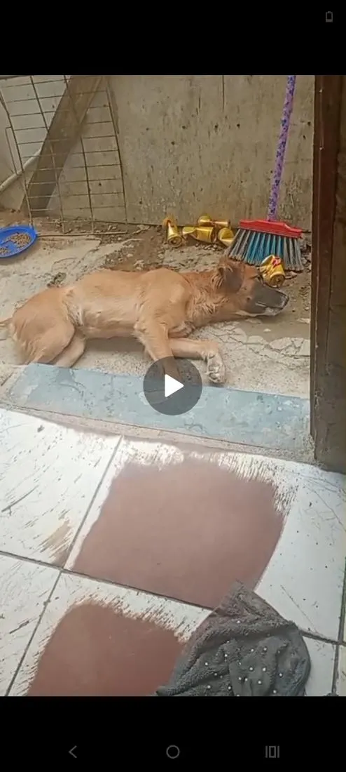 Cachorro raça SRD-ViraLata idade 2 anos nome Bella