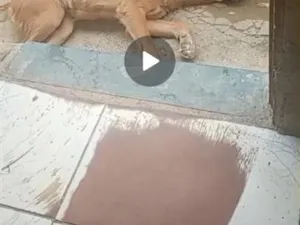Cachorro raça SRD-ViraLata idade 2 anos nome Bella