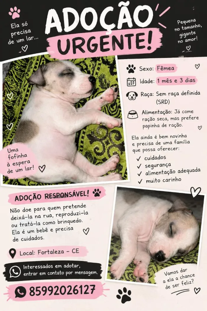 Cachorro raça SRD-ViraLata idade 2 a 6 meses nome Lolla Pedroca