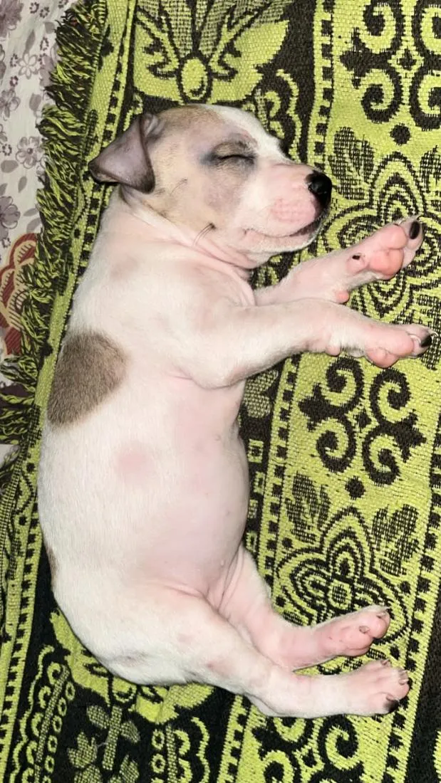 Cachorro raça SRD-ViraLata idade 2 a 6 meses nome Lolla Pedroca