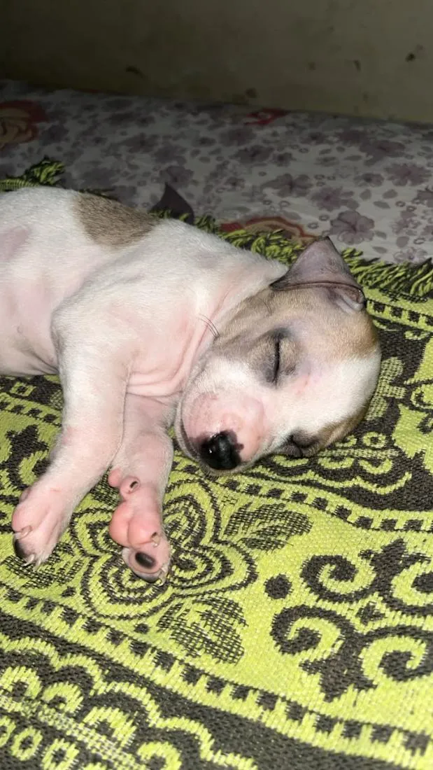 Cachorro raça SRD-ViraLata idade 2 a 6 meses nome Lolla Pedroca