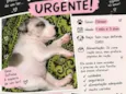 Lolla Pedroca