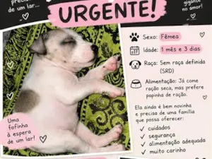 Cachorro raça SRD-ViraLata idade 2 a 6 meses nome Lolla Pedroca