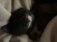 Amorinha