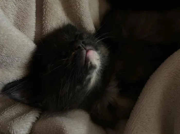 Gato raça SRD-ViraLata idade 2 a 6 meses nome Amorinha