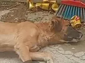 Cachorro raça SRD-ViraLata idade 2 anos nome Bella