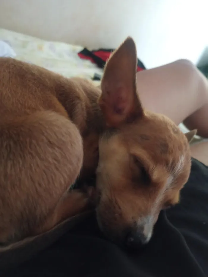 Cachorro raça SRD-ViraLata idade 7 a 11 meses nome Sky