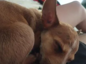 Cachorro raça SRD-ViraLata idade 7 a 11 meses nome Sky