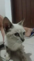 Branquinha e pandora