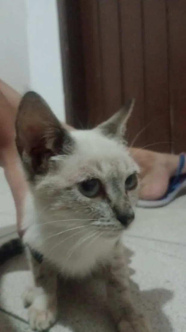 Gato raça SRD-ViraLata idade Abaixo de 2 meses nome Branquinha e pandora