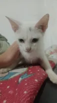 Branquinha e pandora