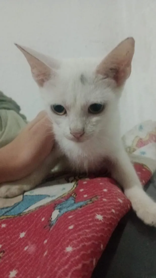 Gato raça SRD-ViraLata idade Abaixo de 2 meses nome Branquinha e pandora
