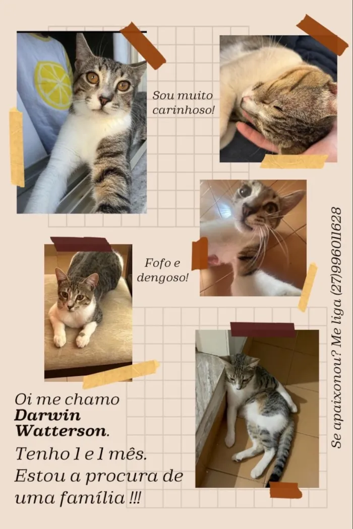 Gato raça SRD-ViraLata idade 1 ano nome Darwin Watterson