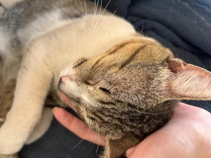 Gato raça SRD-ViraLata idade 1 ano nome Darwin Watterson