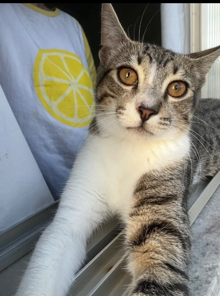Gato raça SRD-ViraLata idade 1 ano nome Darwin Watterson