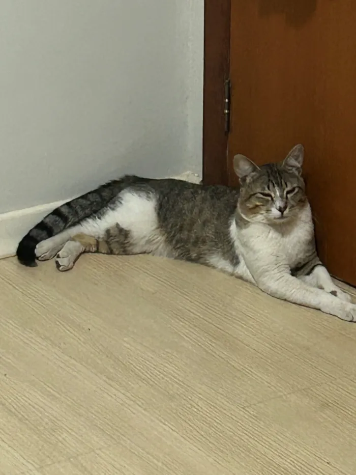 Gato raça SRD-ViraLata idade 1 ano nome Darwin Watterson