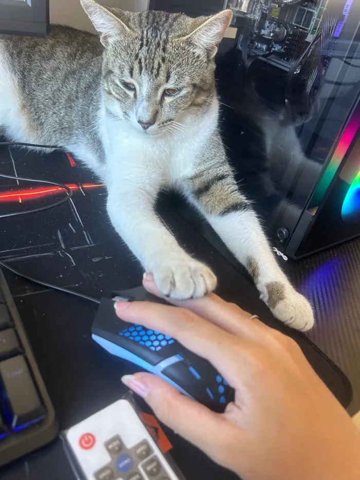 Gato raça SRD-ViraLata idade 1 ano nome Darwin Watterson