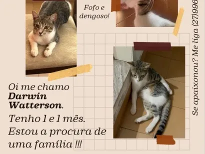 Gato raça SRD-ViraLata idade 1 ano nome Darwin Watterson