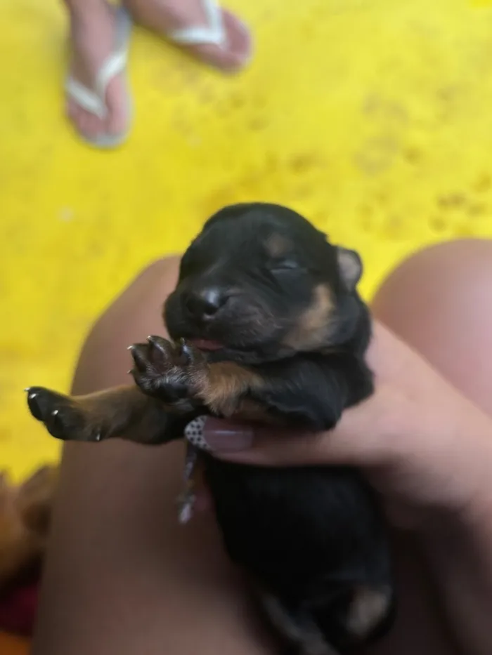 Cachorro raça Rottweiler idade Abaixo de 2 meses nome Sem nome