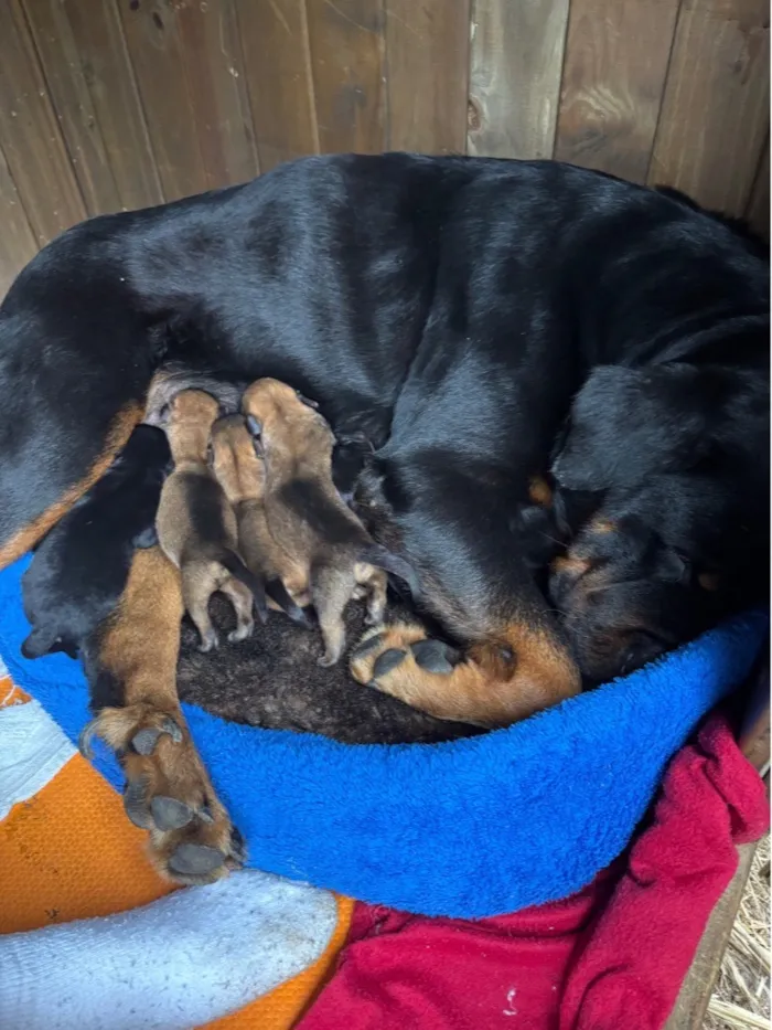 Cachorro raça Rottweiler idade Abaixo de 2 meses nome Sem nome