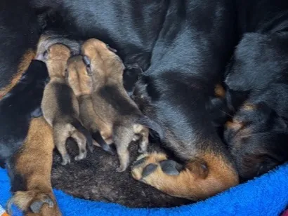 Cachorro raça Rottweiler idade Abaixo de 2 meses nome Sem nome