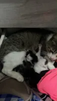 Mãe mais filhotes 