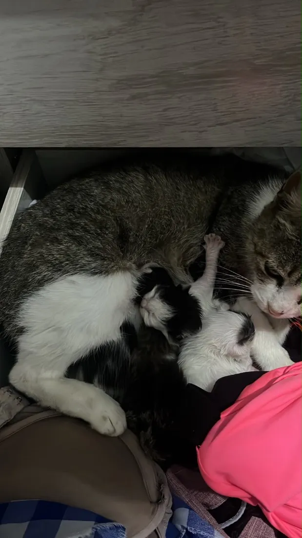 Gato raça SRD-ViraLata idade 2 anos nome Mãe mais filhotes 