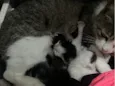 Mãe mais filhotes 