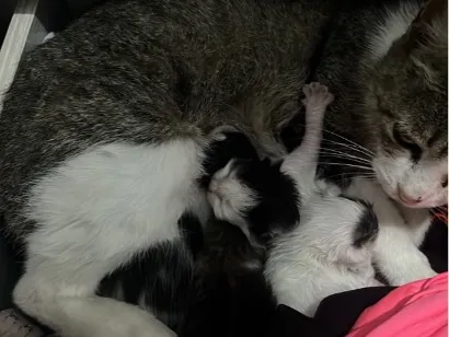 Gato raça SRD-ViraLata idade 2 anos nome Mãe mais filhotes 