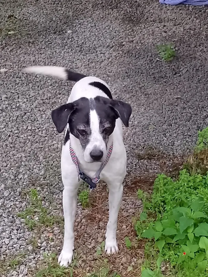 Cachorro raça SRD-ViraLata idade 6 ou mais anos nome Frederico 