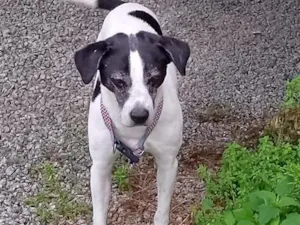 Cachorro raça SRD-ViraLata idade 6 ou mais anos nome Frederico 