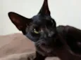 Morceguinha