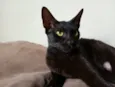 Morceguinha