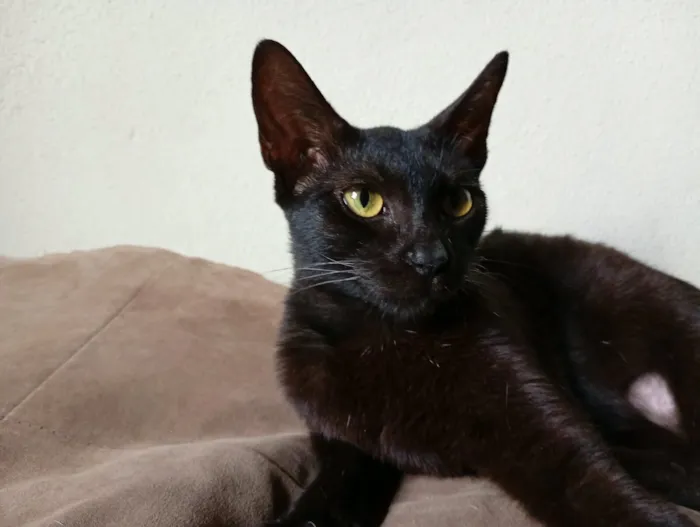 Gato raça SRD-ViraLata idade 7 a 11 meses nome Morceguinha