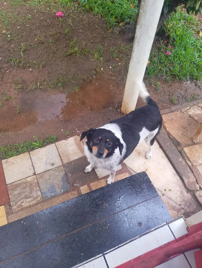 Cachorro raça SRD-ViraLata idade 5 anos nome lili