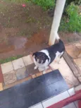 lili