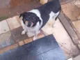 lili
