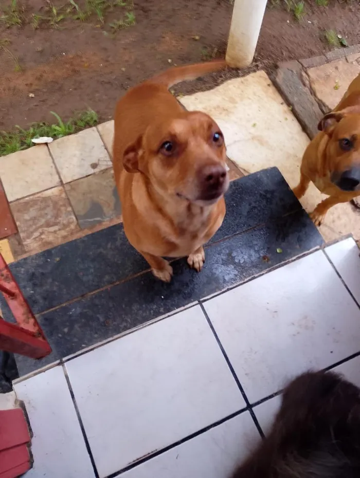 Cachorro raça SRD-ViraLata idade 5 anos nome aurora