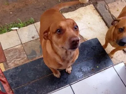 Cachorro raça SRD-ViraLata idade 5 anos nome aurora