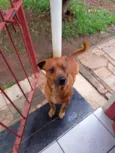 chico