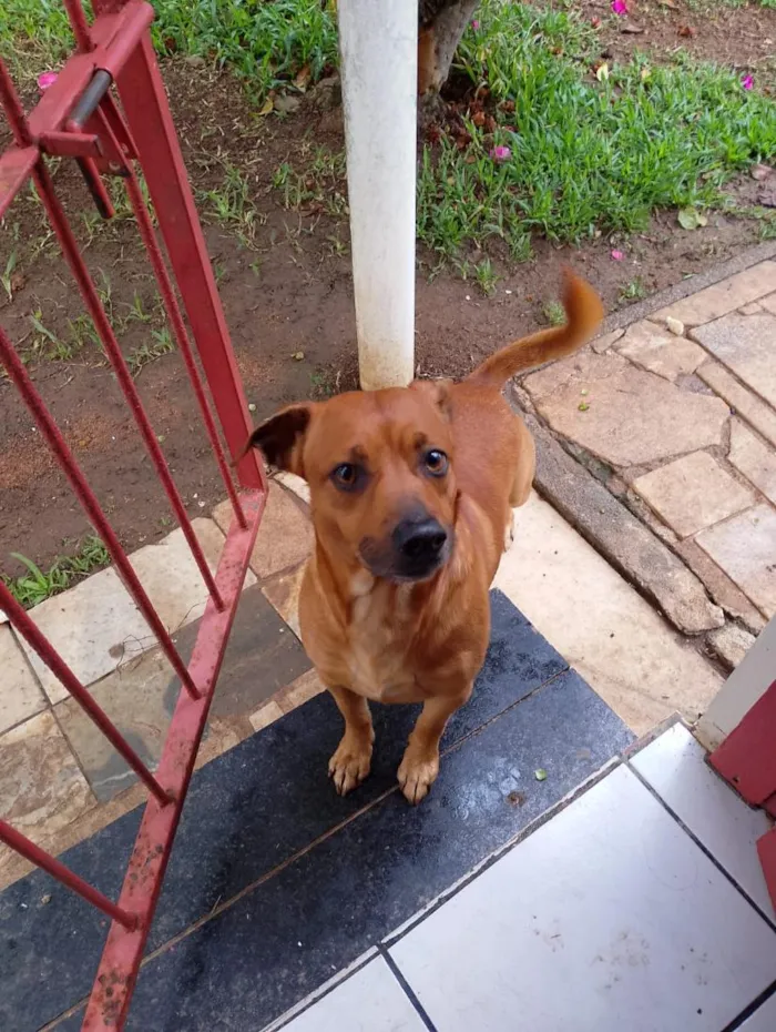 Cachorro raça SRD-ViraLata idade 5 anos nome chico