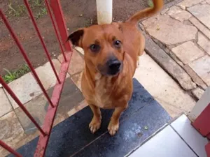 Cachorro raça SRD-ViraLata idade 5 anos nome chico