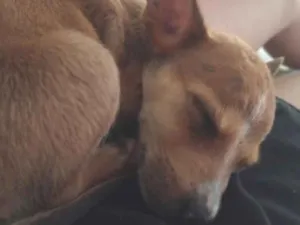 Cachorro raça SRD-ViraLata idade 7 a 11 meses nome Sky