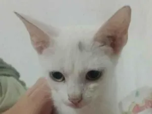 Gato raça SRD-ViraLata idade Abaixo de 2 meses nome Branquinha e pandora